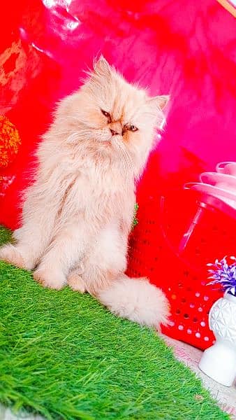 Persian Triple Coated Cats And Kittens 3
