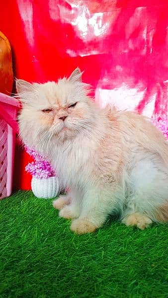 Persian Triple Coated Cats And Kittens 4