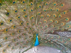 breeder peacock