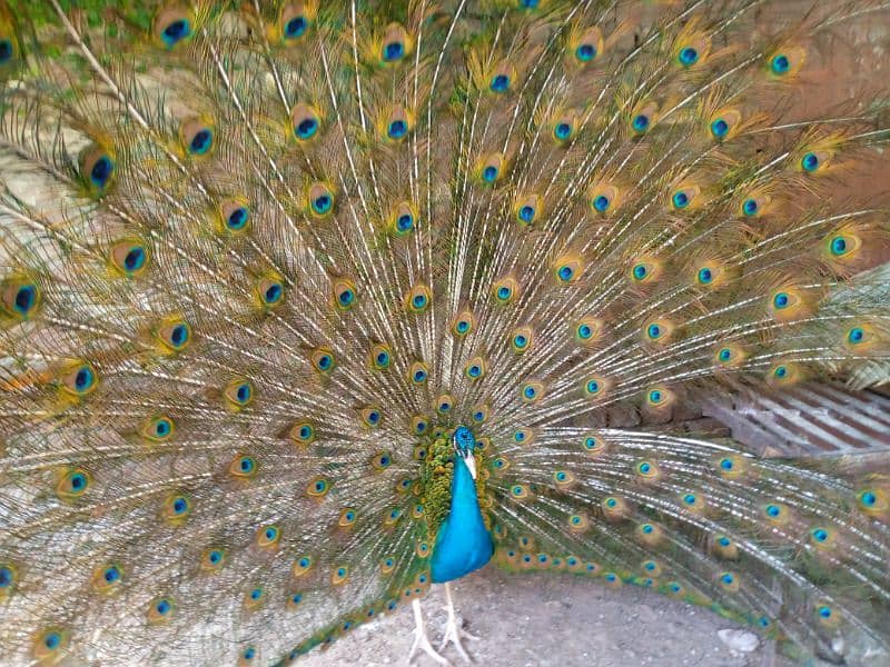 breeder peacock 0