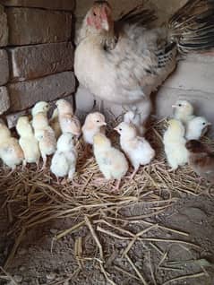 chicks for sale 0