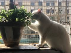 white & odd eyes persian cat 0