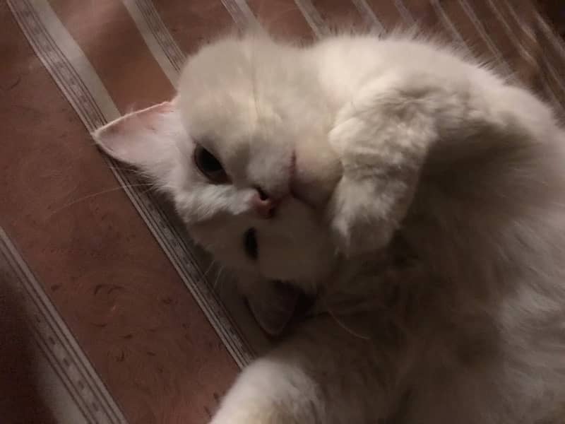 white & odd eyes persian cat 1
