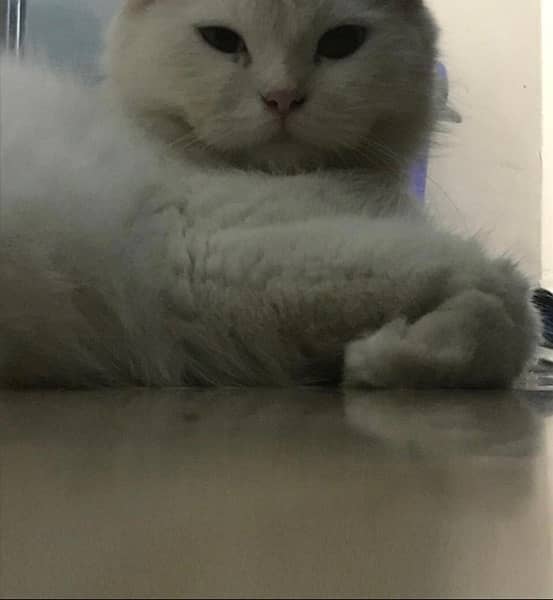 white & odd eyes persian cat 2