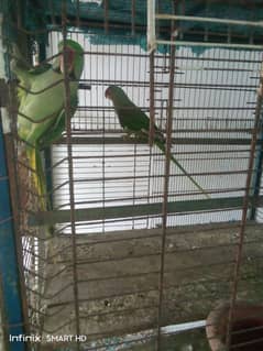 Raw parrot pair available / ringneck be available ha 0
