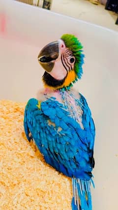 Blue & gold macaw 5 month fully vaccinated