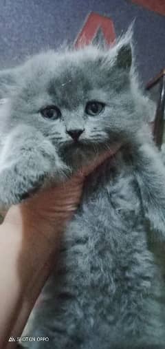 Persian Triple coat kitten03216960247