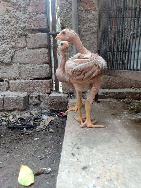 Top quality Thai aseel chicks available 3500/chick 1