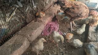 little chicks for sale