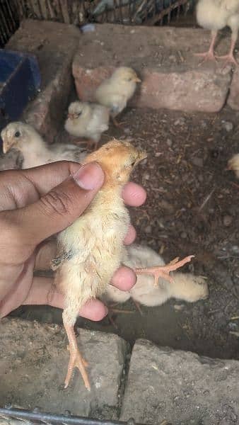 little chicks for sale 2