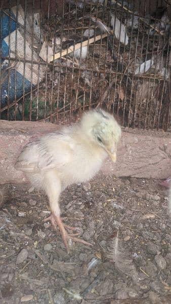little chicks for sale 8