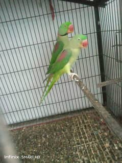 Raw parrot pair available in sahiwal 0
