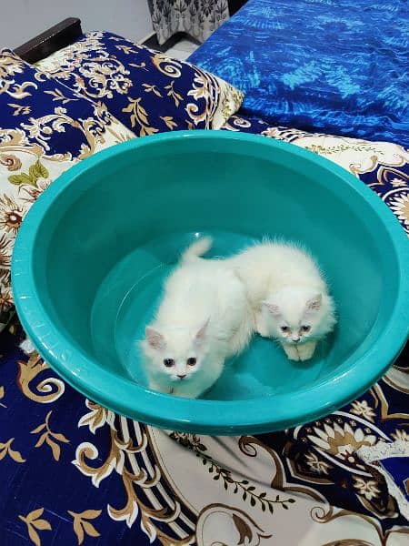 Double coated female kittens 1