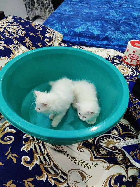 Pure persian female kittens 1