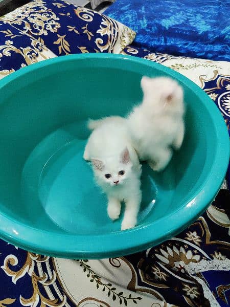 Pure persian female kittens 3