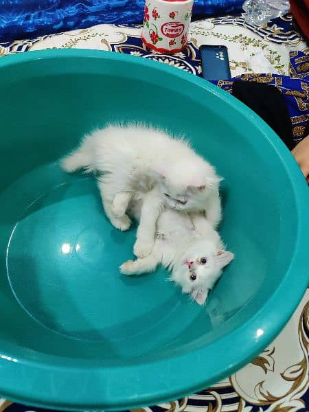 Pure persian female kittens 4
