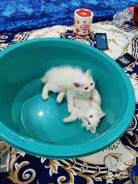 Double coated female kittens 4