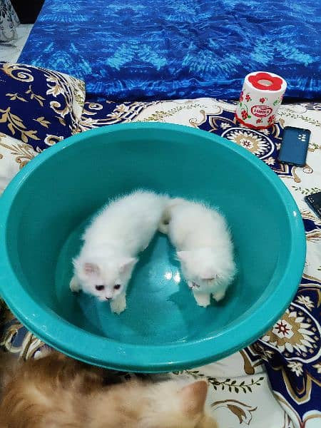 Double coated female kittens 6
