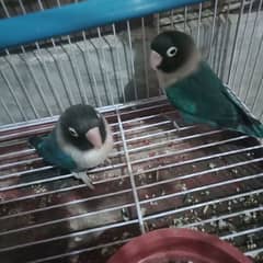 Love Birds2 pairs for sale final 6000 only
