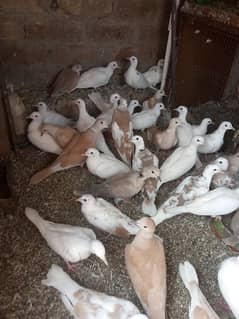 khumray dove for sale 03168503952