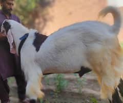 Branded Male Goat, White Colour, Original Rajanpuri