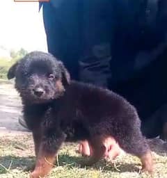 German Dabal coat male available for sale