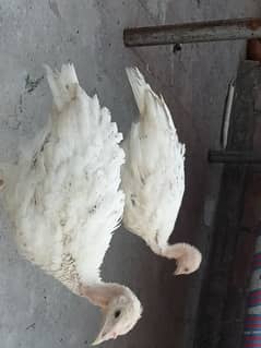 White Turkey. . Turkey Birds 0