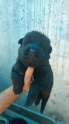 German Shepherd puppies for sale | Strong Bloodline of VALENTINO
