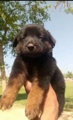 German Shepherd male available for sale