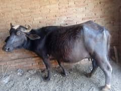 buffalo for sale whtsap 3185461922
