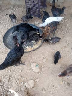 Aseel Chicks available for sale different ages different prices.