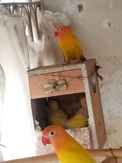 one pair lutino persnata with 3 chiks