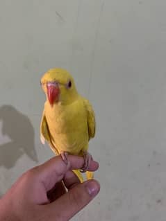 Yellow ringneck chick