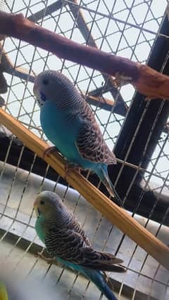 Budgie parrot for sell contact number 03065407163