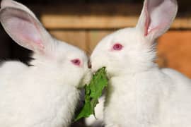 White Rabbits with red eyes