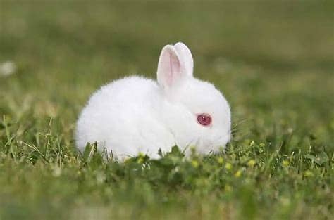 White Rabbits with red eyes 1