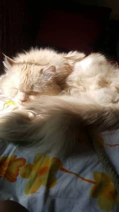 Male persian cat for adoption