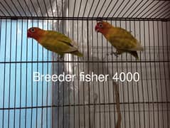 lovebirds fischer breeder pairs for sale
