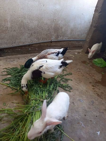 Beautiful Duck's pair for sale 1