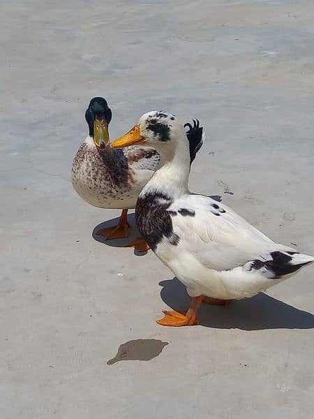 Beautiful Duck's pair for sale 2
