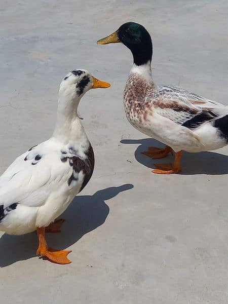 Beautiful Duck's pair for sale 3