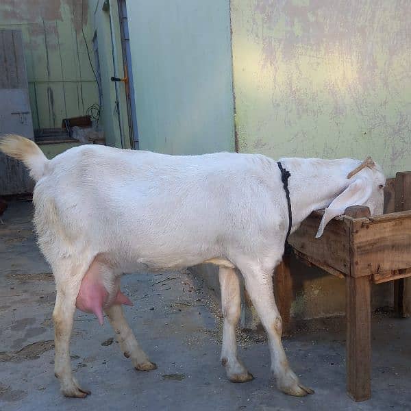 Kamori Male Gulabi goat /03052852543 8