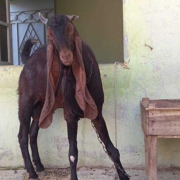 Kamori Male Gulabi goat /03052852543 9