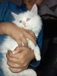 Persian kitten baby age 2 month 0