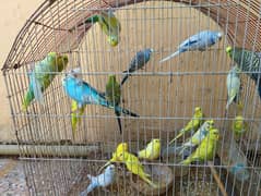 Australian parrot small breeder colony read full ad
