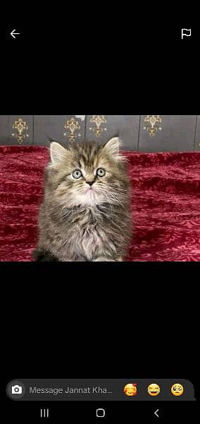 male kitten 2.5 month 1