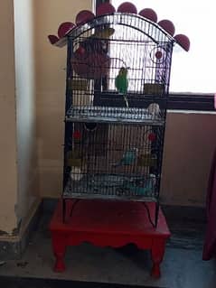 exhibition birds with cage