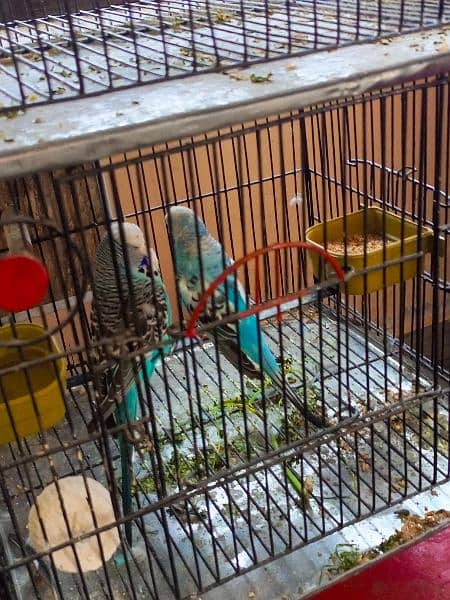 exhibition birds with cage 1