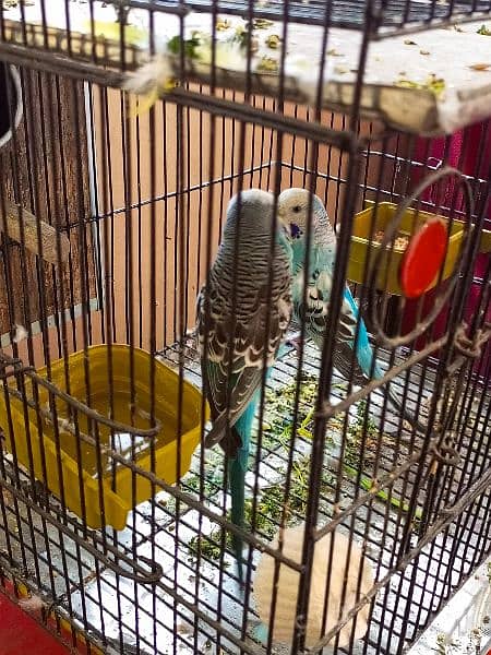 exhibition birds with cage 2