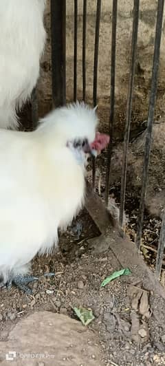 White silkies 2 male for sale